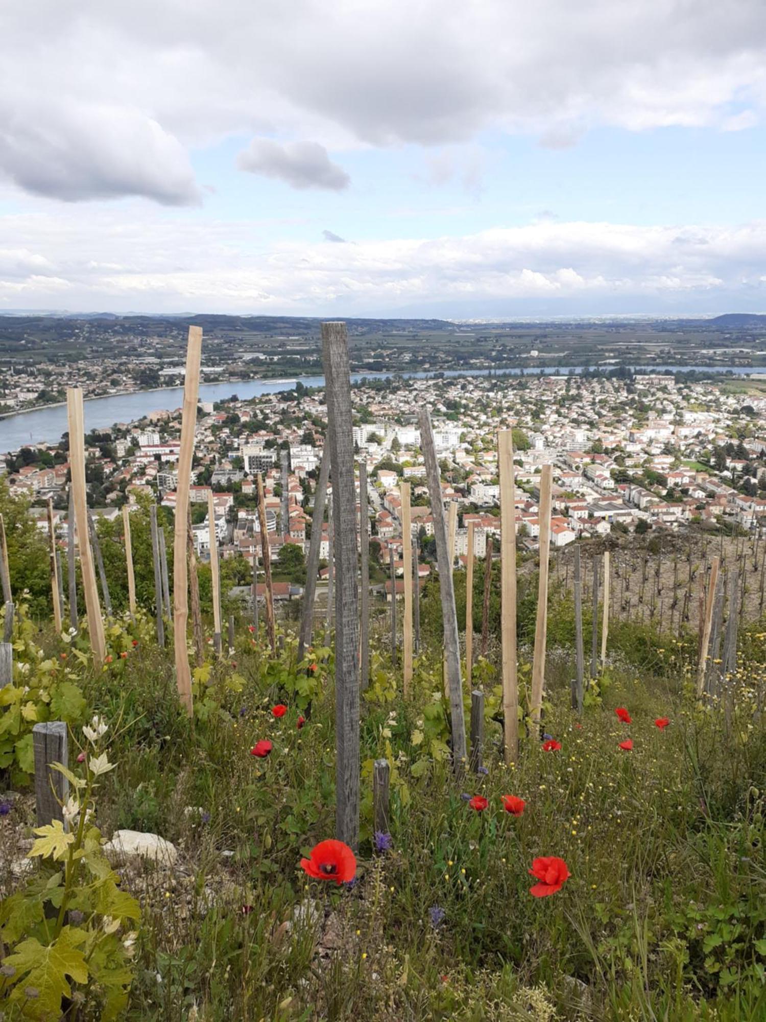Gite Du Vigneron A La Terrasse Piscine Local Velos ตูร์นง-โซร์-โฮน ภายนอก รูปภาพ